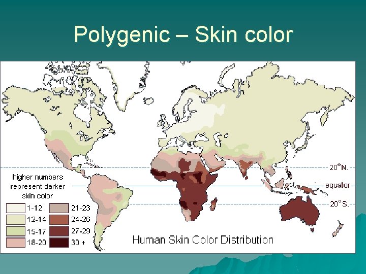 Polygenic – Skin color 