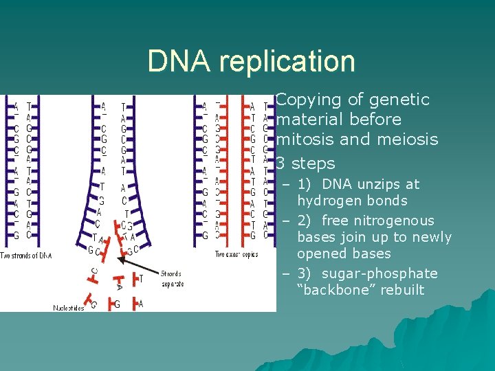 DNA replication u u Copying of genetic material before mitosis and meiosis 3 steps