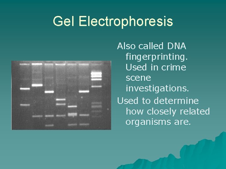 Gel Electrophoresis Also called DNA fingerprinting. Used in crime scene investigations. Used to determine