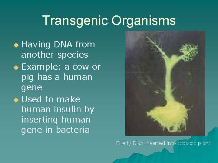 Transgenic Organisms Having DNA from another species u Example: a cow or pig has