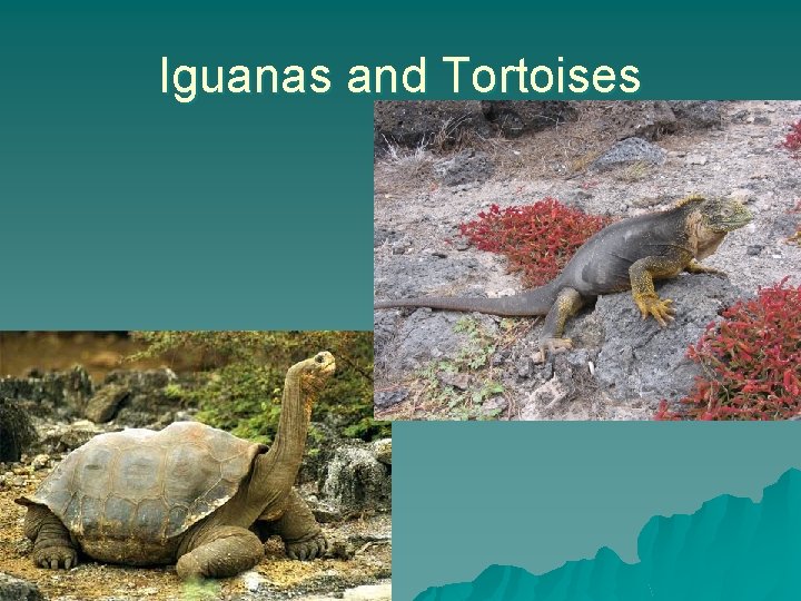 Iguanas and Tortoises 