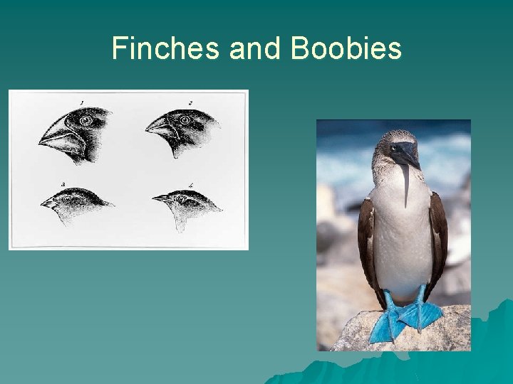 Finches and Boobies 