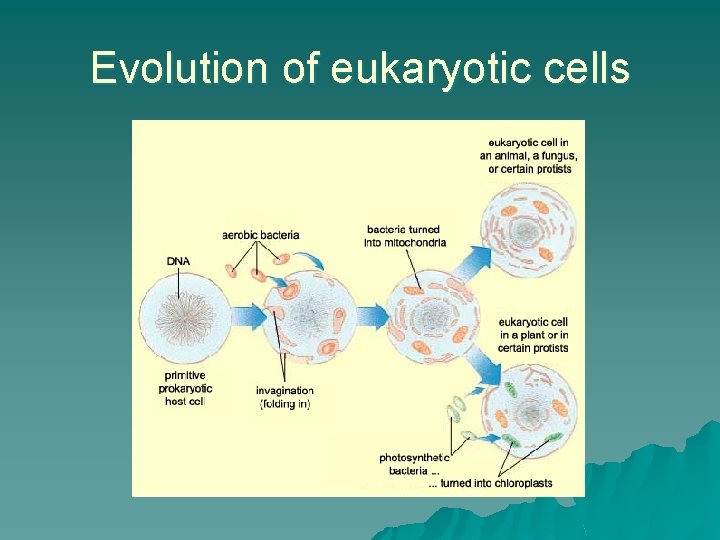 Evolution of eukaryotic cells 