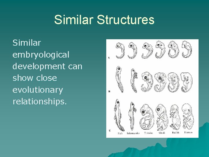 Similar Structures Similar embryological development can show close evolutionary relationships. 
