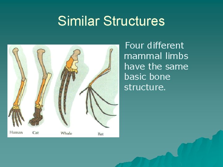 Similar Structures Four different mammal limbs have the same basic bone structure. 