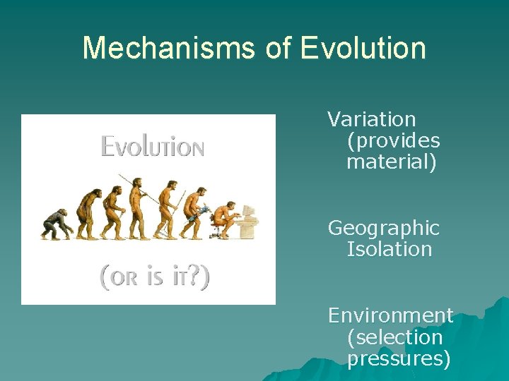 Mechanisms of Evolution Variation (provides material) Geographic Isolation Environment (selection pressures) 