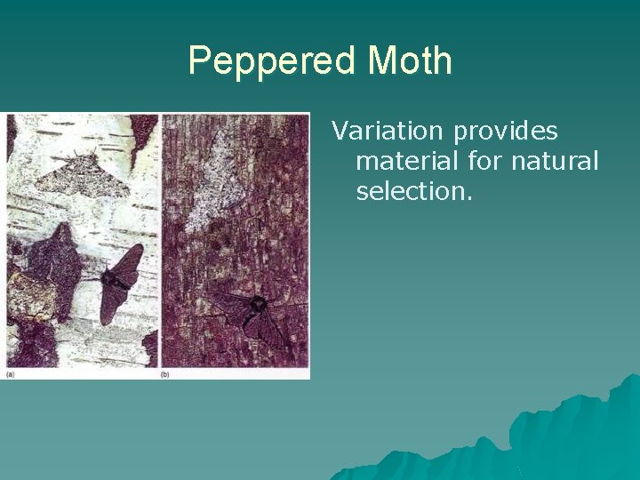 Peppered Moth Variation provides material for natural selection. 