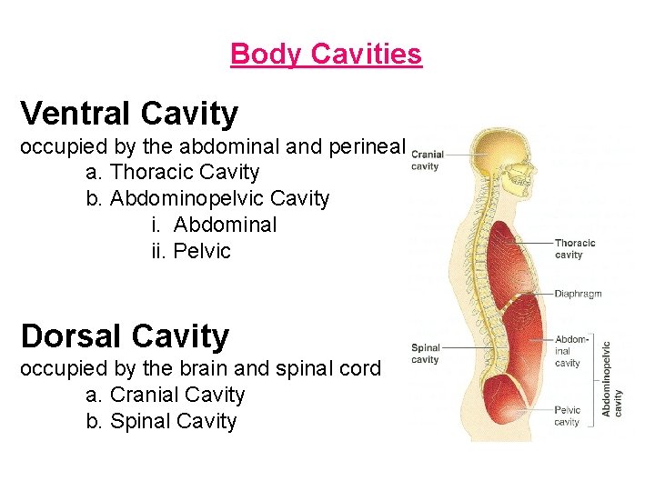Body Cavities Ventral Cavity occupied by the abdominal and perineal a. Thoracic Cavity b.