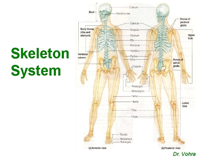 Skeleton System Dr. Vohra 