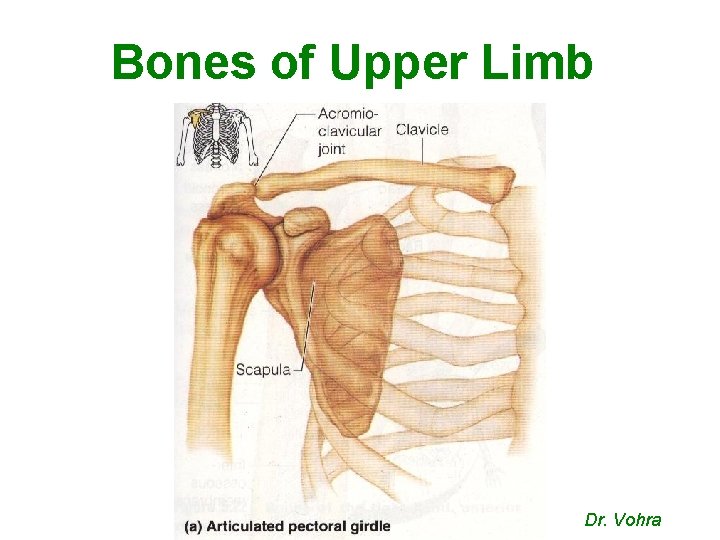 Bones of Upper Limb Dr. Vohra 