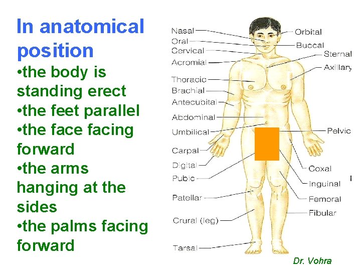 In anatomical position • the body is standing erect • the feet parallel •
