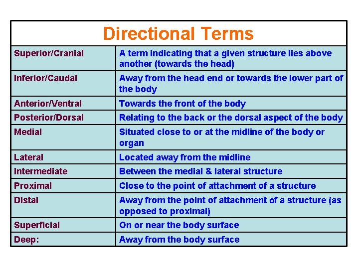 Directional Terms Superior/Cranial A term indicating that a given structure lies above another (towards