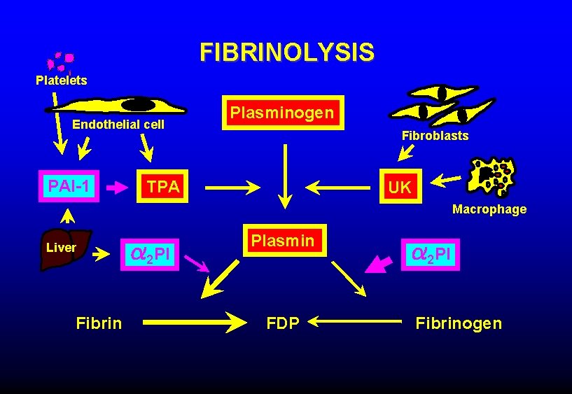 FIBRINOLYSIS Platelets Endothelial cell PAI-1 Plasminogen Fibroblasts TPA UK Macrophage Liver Fibrin 2 PI