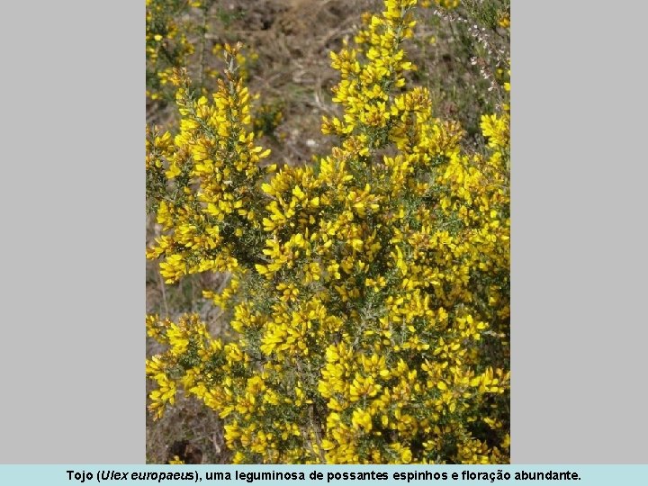 Tojo (Ulex europaeus), uma leguminosa de possantes espinhos e floração abundante. 