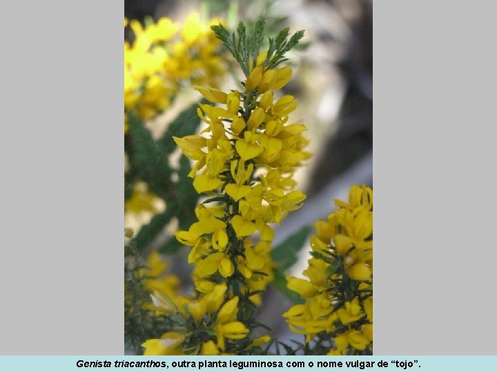 Genista triacanthos, outra planta leguminosa com o nome vulgar de “tojo”. 