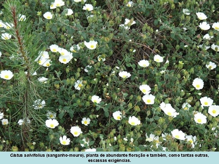 Cistus salvifolius (sanganho-mouro), planta de abundante floração e também, como tantas outras, escassas exigências.