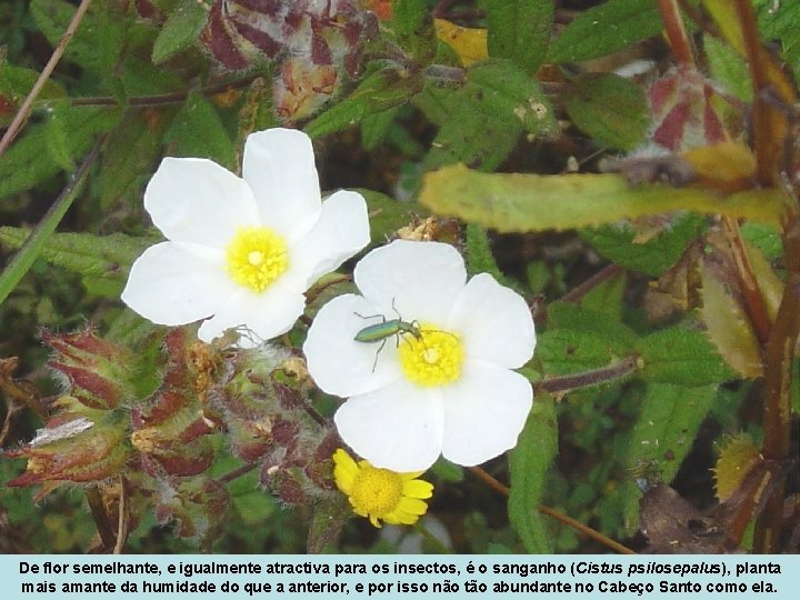 De flor semelhante, e igualmente atractiva para os insectos, é o sanganho (Cistus psilosepalus),