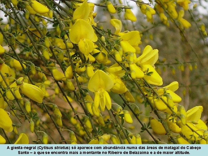 A giesta-negral (Cytisus striatus) só aparece com abundância numa das áreas de matagal do