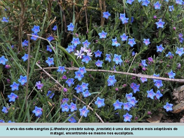 A erva-das-sete-sangrias (Lithodora prostata subsp. prostata) é uma das plantas mais adaptáveis do matagal,