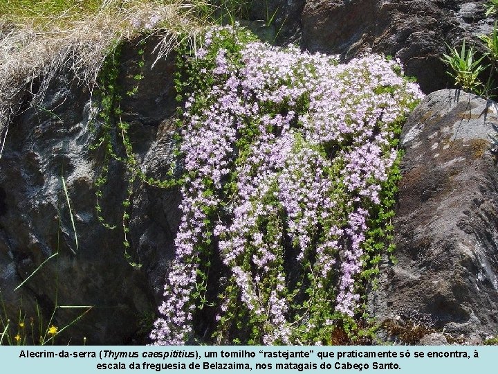 Alecrim-da-serra (Thymus caespititius), um tomilho “rastejante” que praticamente só se encontra, à escala da