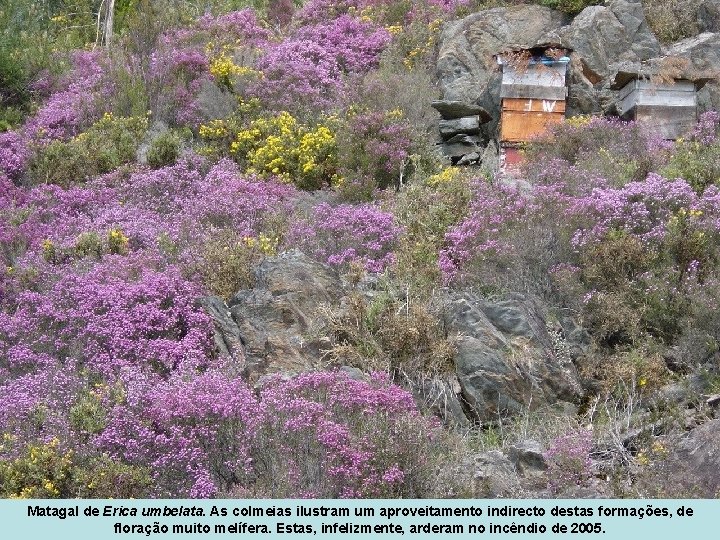 Matagal de Erica umbelata. As colmeias ilustram um aproveitamento indirecto destas formações, de floração