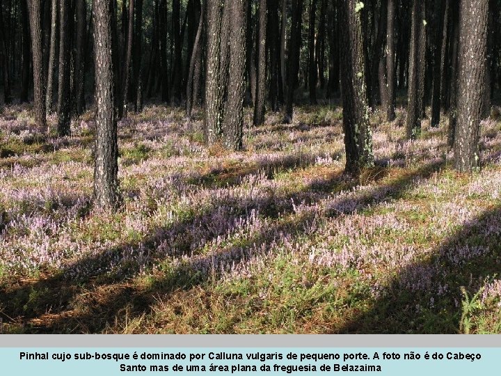 Pinhal cujo sub-bosque é dominado por Calluna vulgaris de pequeno porte. A foto não