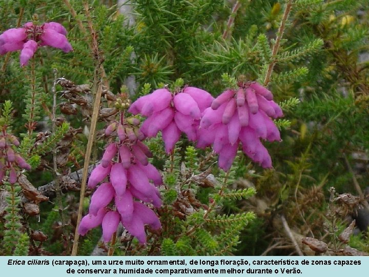 Erica ciliaris (carapaça), uma urze muito ornamental, de longa floração, característica de zonas capazes