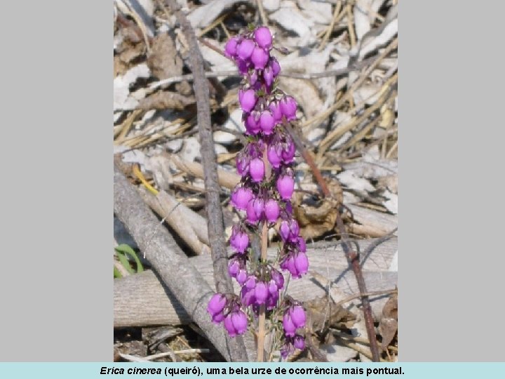 Erica cinerea (queiró), uma bela urze de ocorrência mais pontual. 