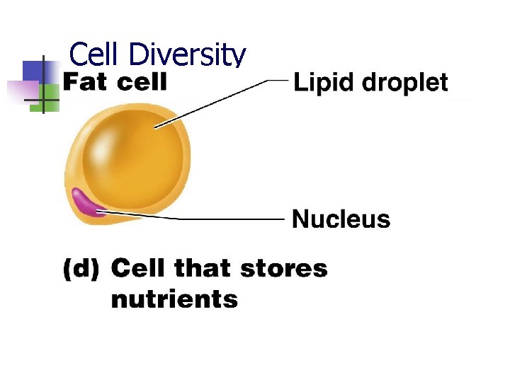 Cell Diversity 
