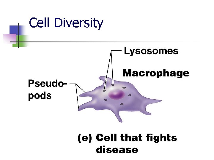 Cell Diversity 