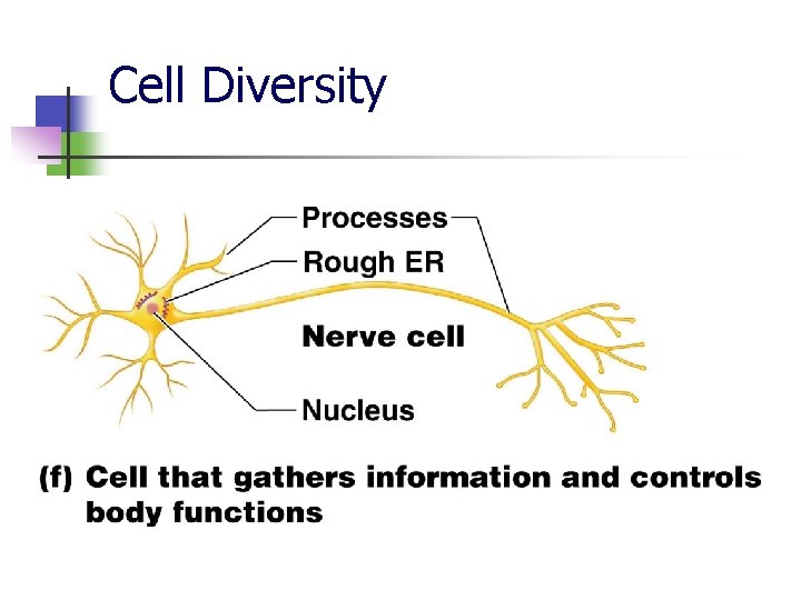 Cell Diversity 