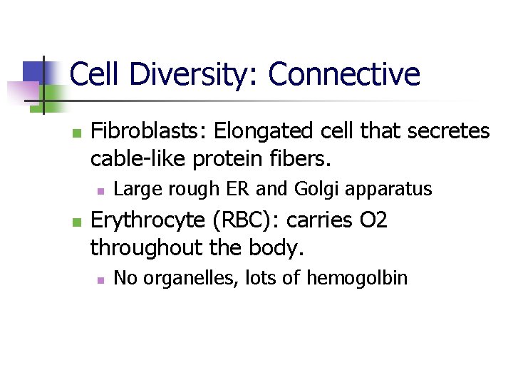 Cell Diversity: Connective n Fibroblasts: Elongated cell that secretes cable-like protein fibers. n n