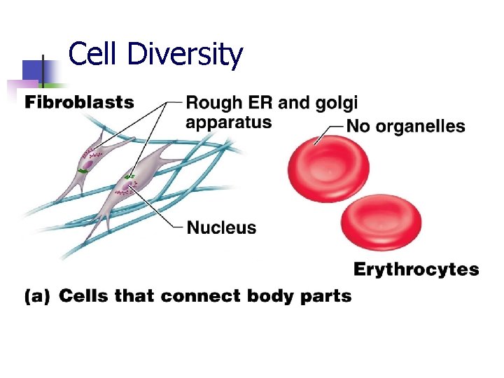 Cell Diversity 