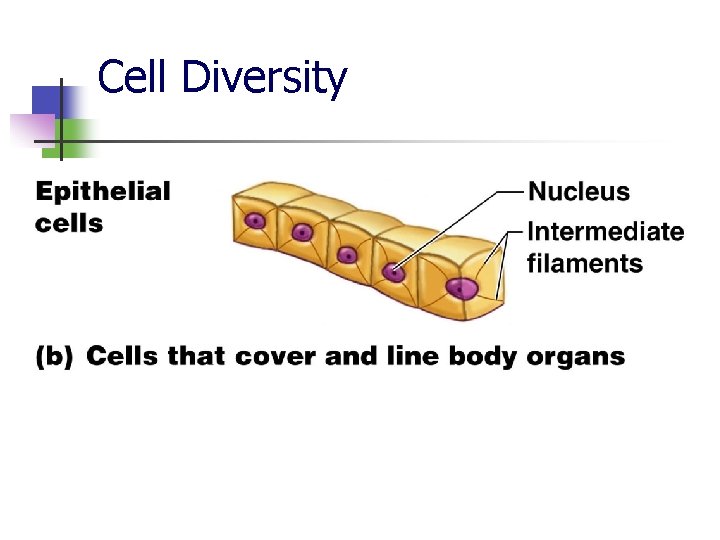 Cell Diversity 