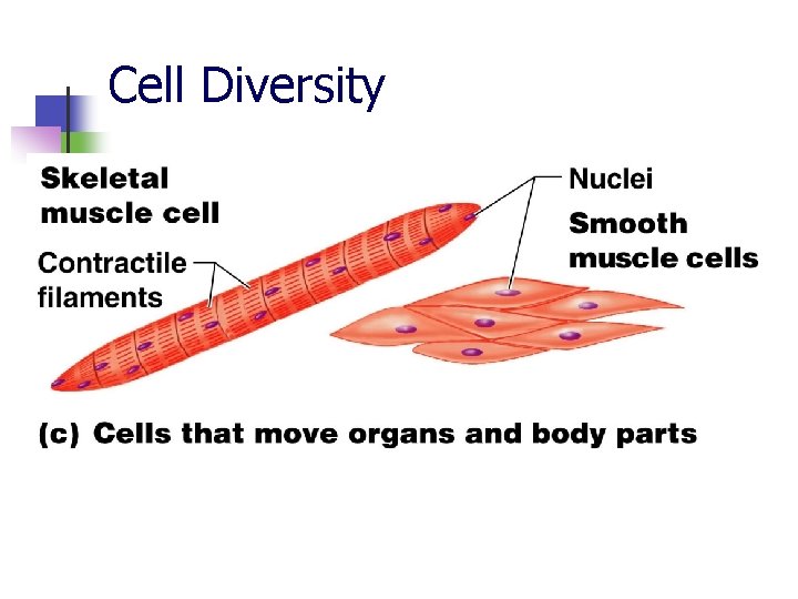 Cell Diversity 