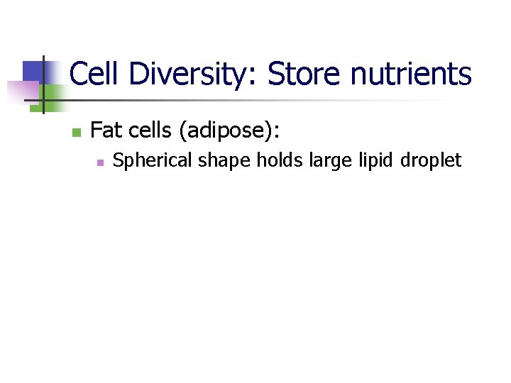 Cell Diversity: Store nutrients n Fat cells (adipose): n Spherical shape holds large lipid