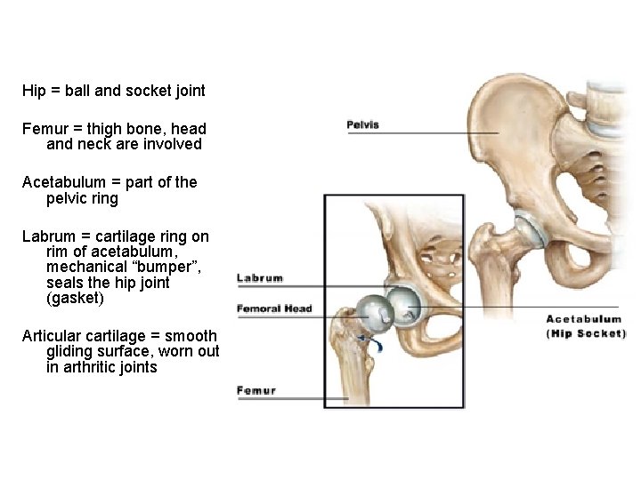 Hip = ball and socket joint Femur = thigh bone, head and neck are