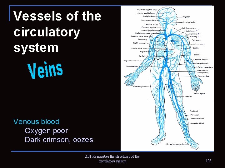Vessels of the circulatory system Venous blood Oxygen poor Dark crimson, oozes 2. 01
