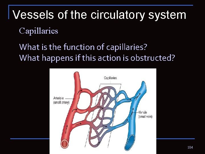 Vessels of the circulatory system Capillaries What is the function of capillaries? What happens