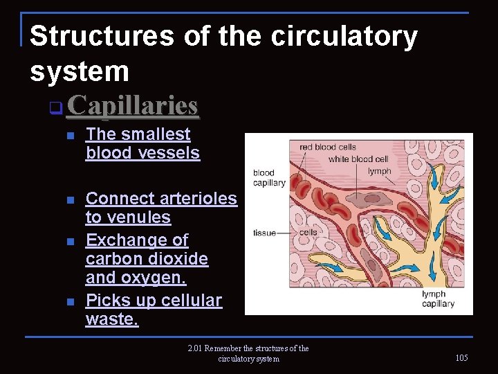 Structures of the circulatory system q Capillaries n The smallest blood vessels n Connect