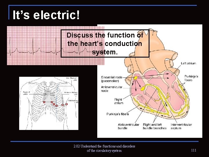 It’s electric! Discuss the function of the heart’s conduction system. 2. 02 Understand the