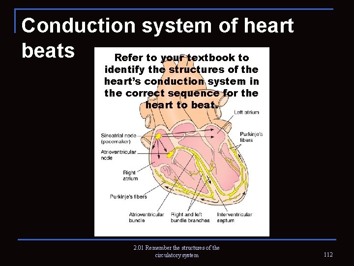Conduction system of heart beats Refer to your textbook to identify the structures of