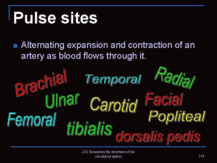 Pulse sites n Alternating expansion and contraction of an artery as blood flows through