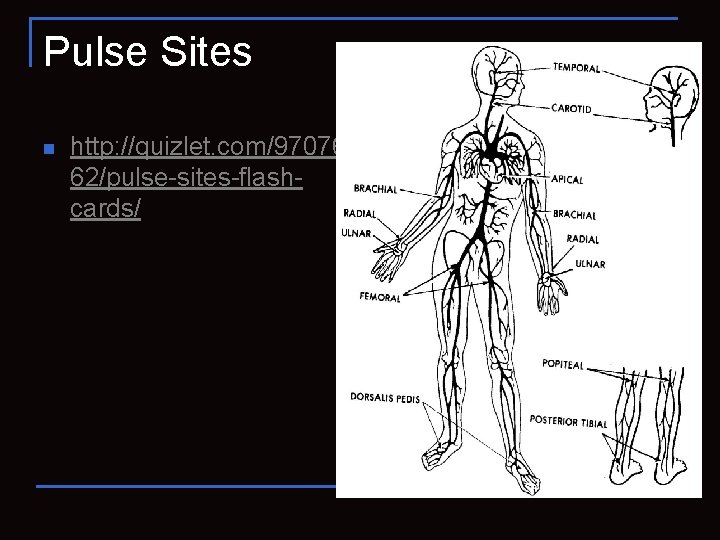 Pulse Sites n http: //quizlet. com/97076 62/pulse-sites-flashcards/ 