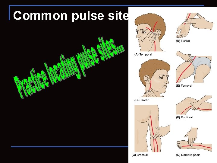 Common pulse sites 116 
