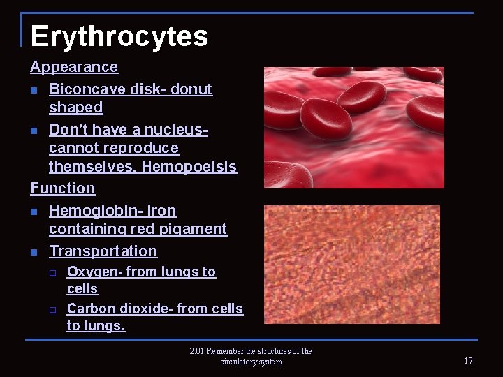 Erythrocytes Appearance n Biconcave disk- donut shaped n Don’t have a nucleus- cannot reproduce
