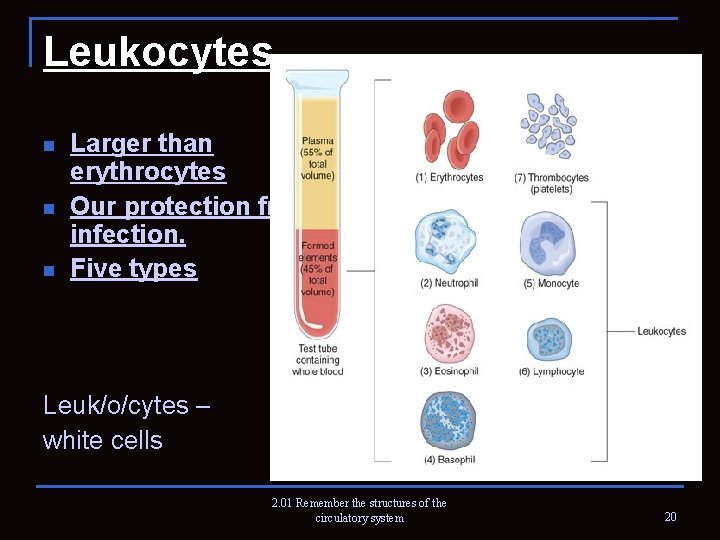 Leukocytes n n n Larger than erythrocytes Our protection from infection. Five types Leuk/o/cytes