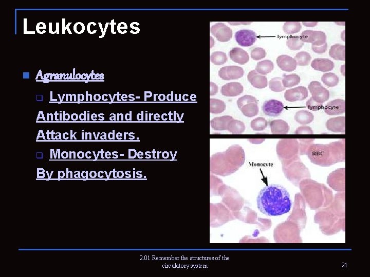 Leukocytes n Agranulocytes Lymphocytes- Produce Antibodies and directly Attack invaders. q Monocytes- Destroy By