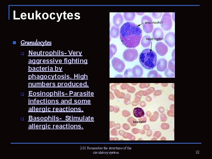 Leukocytes n Granulocytes q q q Neutrophils- Very aggressive fighting bacteria by phagocytosis. High