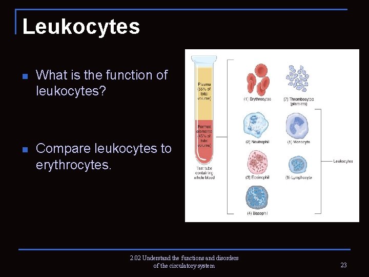 Leukocytes n What is the function of leukocytes? n Compare leukocytes to erythrocytes. 2.